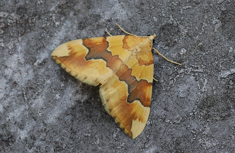 Gelber Rosen-Bindenspanner (Cidaria fulvata) - © Leo Kuzmits